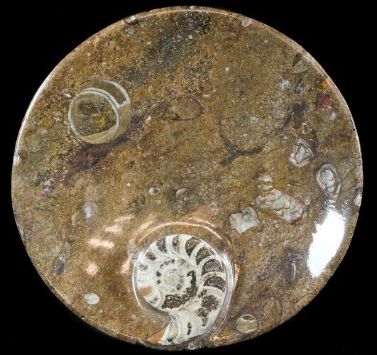 -/ Fossil Goniatite Dish - Stoneware #49395
